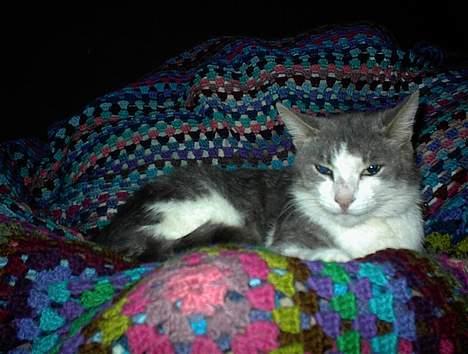 Blanding af racer Dengi( død :'( ) - i min seng billede 5