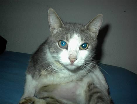 Blanding af racer Dengi( død :'( ) - Dengi: Hov! Annelie! Hvad er det du laver med den lysende tingest? billede 6