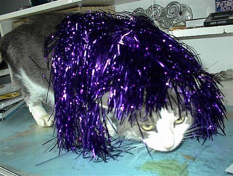 Blanding af racer Dengi( død :'( ) - Rockstjernen på Scenen billede 7