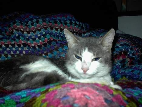 Blanding af racer Dengi( død :'( ) - Dengi siger: Ahh... Annelies seng er dejlig blød... billede 9