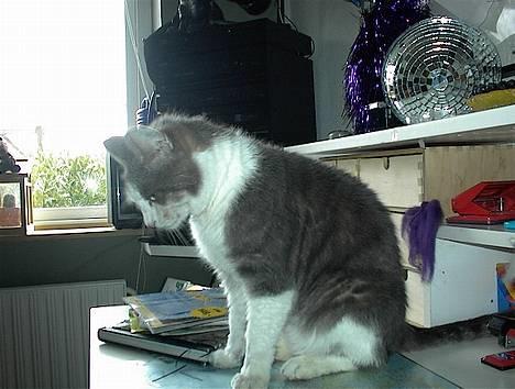 Blanding af racer Dengi( død :'( ) - Dengi siger: hmm....? Hvad skal jeg mon ha til aftensmad billede 8