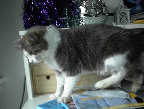 Blanding af racer Dengi( død :'( ) - så stepper vi billede 10