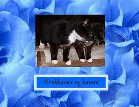 Blanding af racer frekkamis - frekkamis og bamse knuser billede 1