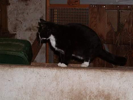 Blanding af racer frekkamis - hvad er det? billede 2