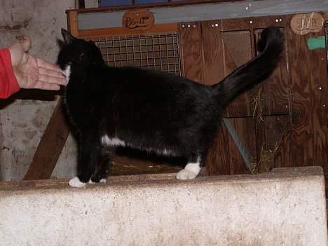 Blanding af racer frekkamis - Jaa.... det er altid godt a blive kløet lidt.... :) billede 3