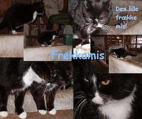 Blanding af racer frekkamis - Mange søde misser...;) billede 5