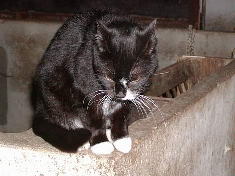 Blanding af racer frekkamis - Lille bitte mig.... :() billede 6