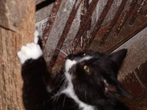 Blanding af racer frekkamis - Uuuuuu det er gooo....! billede 7