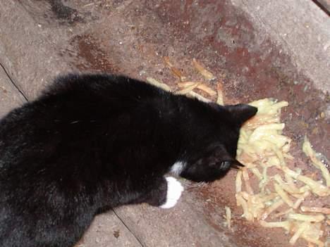 Blanding af racer frekkamis - Mmmmmmm.....! (addddd) billede 9