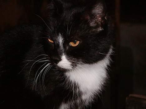 Blanding af racer frekkamis - hvor er bamse?? billede 10