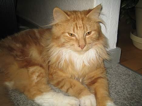 Norsk Skovkat tjalfe billede 1