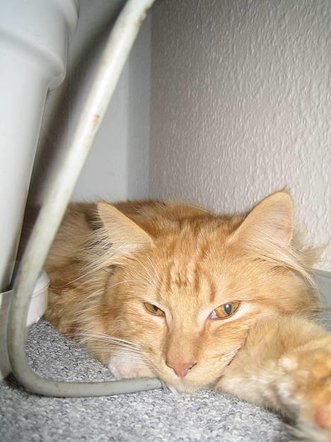 Norsk Skovkat tjalfe billede 2