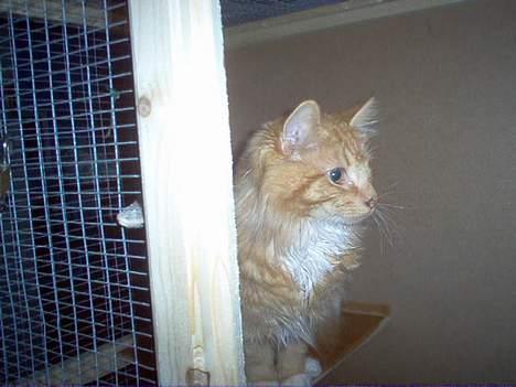 Norsk Skovkat tjalfe - hmm.. hvor bliver den fugl nu af??? nu er jeg endelig kommet ind i buret billede 4