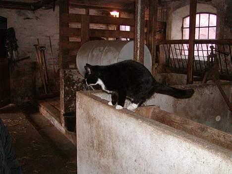 Blanding af racer frekkamis - 1...2...3... SPRING billede 8