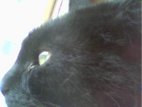 Blanding af racer Sorte *DØD* - Hva pokker ? billede 8