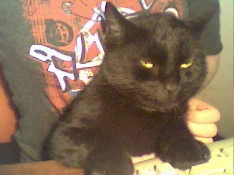 Blanding af racer Sorte *DØD* - Poterne væk fra tastaturet ! billede 9