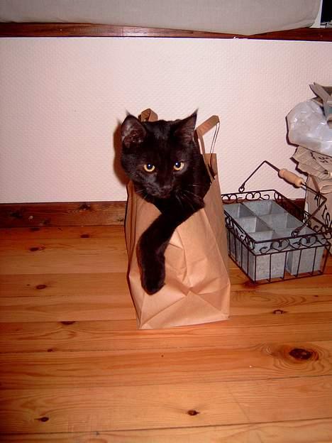 Blanding af racer Pelle Haleløs billede 9