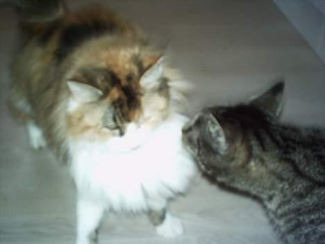 Blanding af racer Fenja! *Død/Forsvundet* billede 7