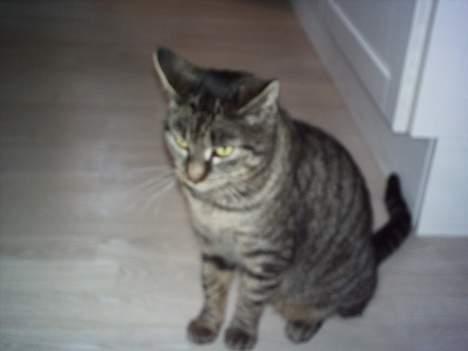 Blanding af racer Fenja! *Død/Forsvundet* billede 6