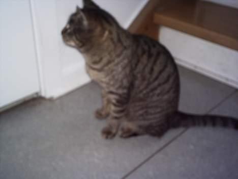 Blanding af racer Fenja! *Død/Forsvundet* billede 8