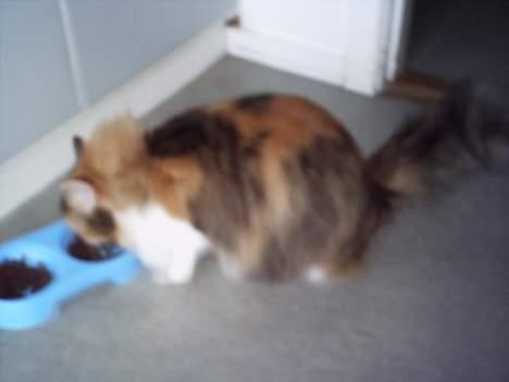 Blanding af racer Simsi - Hun spiser ;) billede 2