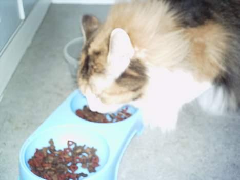 Blanding af racer Simsi - Hun spiser ihen :P billede 3