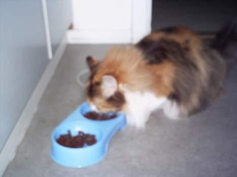 Blanding af racer Simsi - Sig mig, spiser hun da hele tiden :P:P billede 4