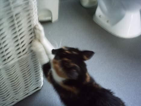 Blanding af racer Trolle billede 2