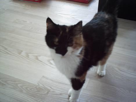 Blanding af racer Trolle billede 3