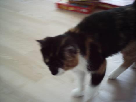 Blanding af racer Trolle billede 4