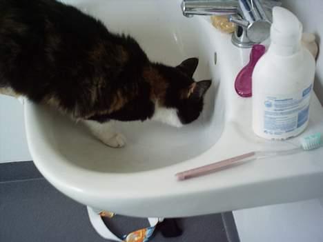 Blanding af racer Trolle billede 5