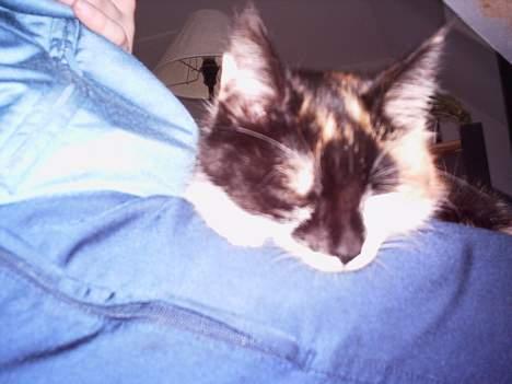 Blanding af racer Trolle billede 6