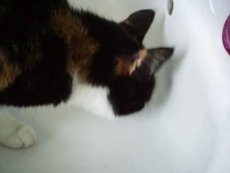 Blanding af racer Trolle billede 7