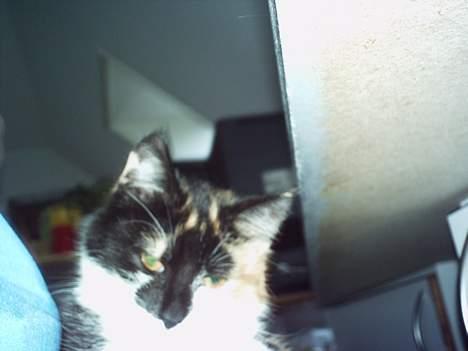 Blanding af racer Trolle billede 9