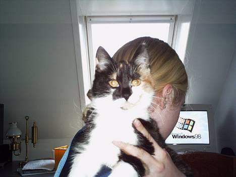 Blanding af racer Trolle billede 10