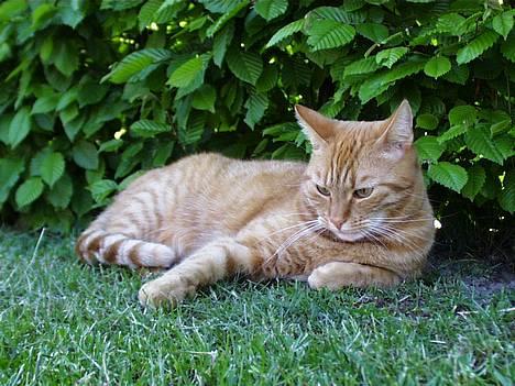 Blanding af racer missi #DØD# - hmm... kommer der ikke snart nogen mus? billede 1