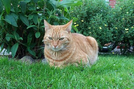 Blanding af racer missi #DØD# - hmm... tror jeghar fundet en mus.. men kigger lige efter:) billede 2