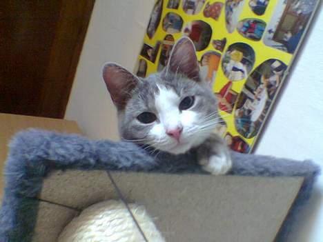 Blanding af racer Bette Mis (R.I.P) billede 9