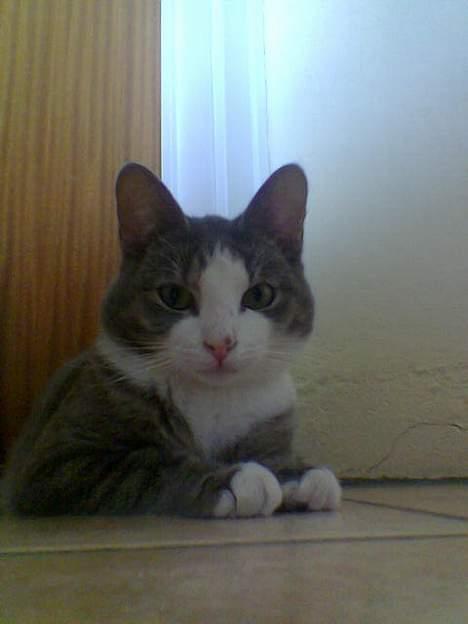 Blanding af racer Bette Mis (R.I.P) billede 10