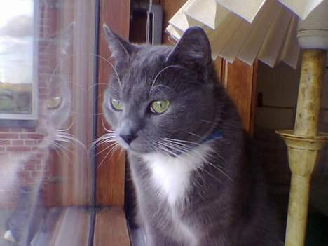 Blanding af racer Spike  billede 1