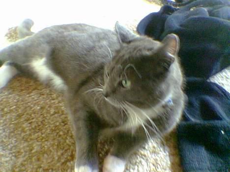 Blanding af racer Spike  billede 2