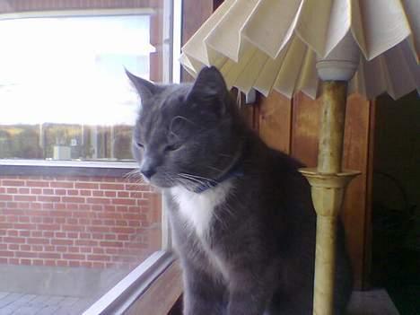 Blanding af racer Spike  billede 3