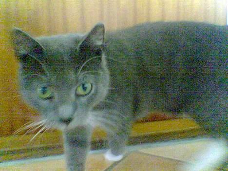 Blanding af racer Spike  billede 4