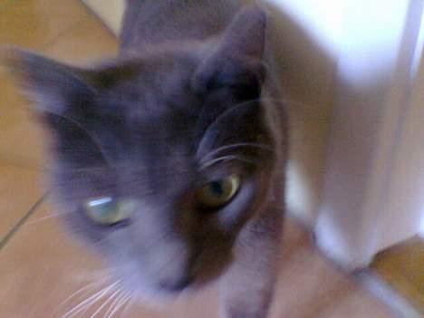 Blanding af racer Spike  billede 5