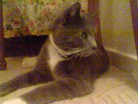 Blanding af racer Spike  billede 6