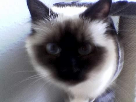 Hellig Birma Sofies Don Pingo billede 1