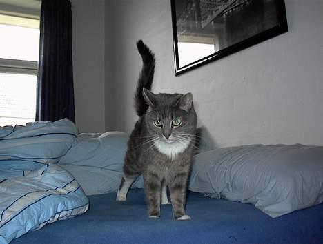 Blanding af racer Mira<3(måske død):(  - Her er smukke Mira. billede 1