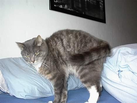 Blanding af racer Mira<3(måske død):(  - Gå jeg er træt:-) billede 2