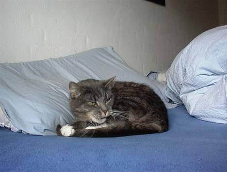 Blanding af racer Mira<3(måske død):(  - Gåååå:-) billede 3