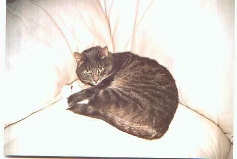 Blanding af racer Mira<3(måske død):(  - Her ligger man godt... billede 4